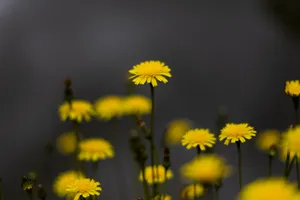 – Enjoy A Colorful Display Wallpaper