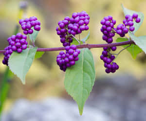 Enjoy A Healthy Snack Of Plump And Juicy Purple Berries Wallpaper