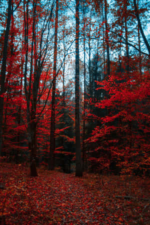 Enjoy A Peaceful Stroll Through A Gorgeous Autumnal Paradise Wallpaper