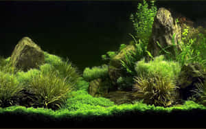 Enjoy A Relaxing View Of A Colorful Aquarium Fish Tank Wallpaper