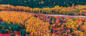 Enjoy A Scenic View Of Fall Foliage In The Countryside Wallpaper