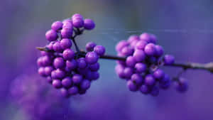 Enjoy A Snack Of Sweet And Juicy Purple Berries Wallpaper