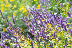 Enjoy A Sweet Snack Of Purple Licorice Wallpaper