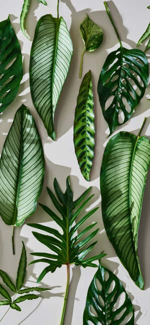 Enjoy A Touch Of Nature With This Plant Aesthetic Phone Wallpaper