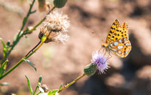 Enjoy A Tranquil Moment In An Enchanted Butterfly Garden Wallpaper