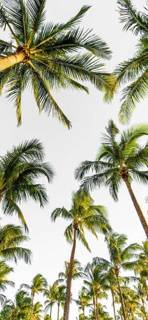 Enjoy A Tropical Vibe With This Palm Tree Iphone Wallpaper Wallpaper