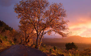 Enjoy A Vibrant View Of The Turning Season Wallpaper