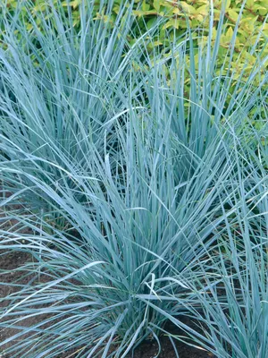 Enjoy A View Of Blue Grass Wallpaper