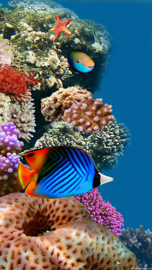 Enjoy Beautiful, Calming Views On Your Iphone With The Aquarium App! Wallpaper