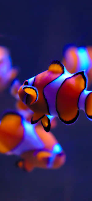 Enjoy Every Moment With Aquarium Iphone Wallpaper