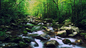 Enjoy Incredible Views Of The Great Smoky Mountains Wallpaper