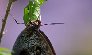 Enjoy Nature's Beauty At Butterfly Zoo Wallpaper