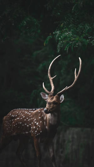 Enjoy Nature's Beauty With The Deer Iphone Wallpaper