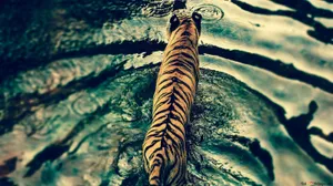 Enjoy Nature's Beauty With The Most Beautiful Animals Wallpaper