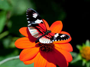Enjoy Nature's Splendor By Butterfly Watching! Wallpaper