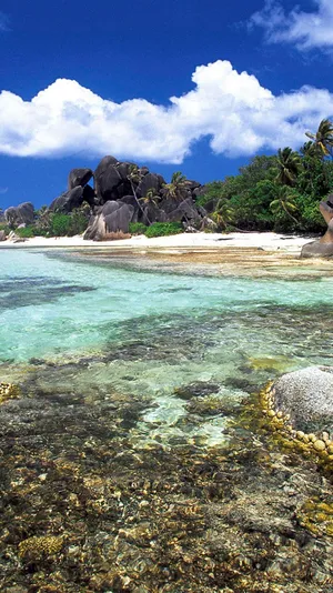 Enjoy Paradise With Your Tropical Iphone Wallpaper