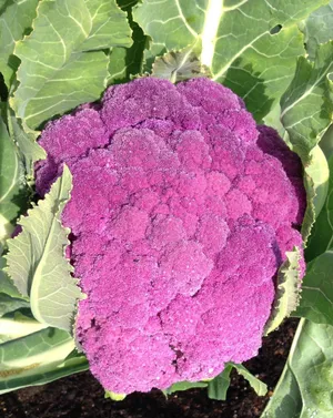 Enjoy The All-natural Color Of Purple Cauliflower Wallpaper