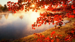 Enjoy The Beautiful Colors Of Early Fall Wallpaper