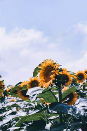 Enjoy The Beautiful Sunflower Aesthetic On Your Iphone! Wallpaper