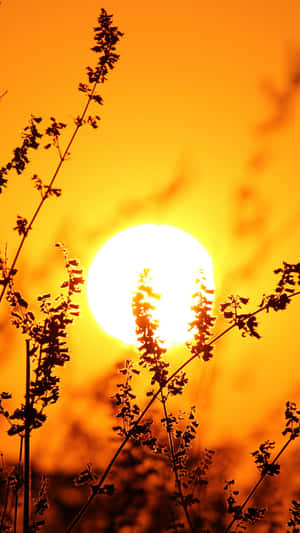 Enjoy The Beautiful Sunshine Wallpaper