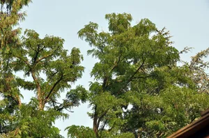Enjoy The Beauty Of A Black Locust Tree's Flowers And Leaves Wallpaper
