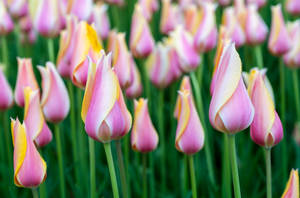 Enjoy The Beauty Of A Colorful Tulip Field In April Wallpaper