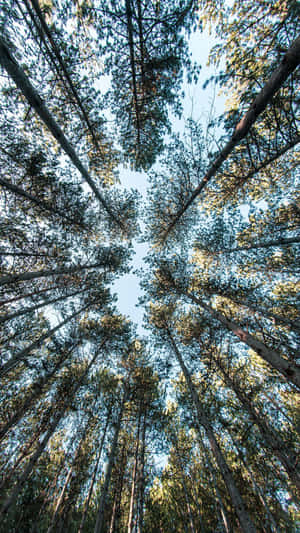 Enjoy The Beauty Of A Forest On Your Iphone Wallpaper