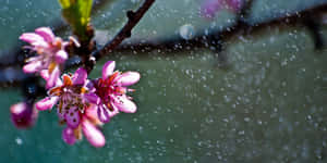 Enjoy The Beauty Of A Refreshing Spring Rain On A Vibrant Green Forest Landscape Wallpaper