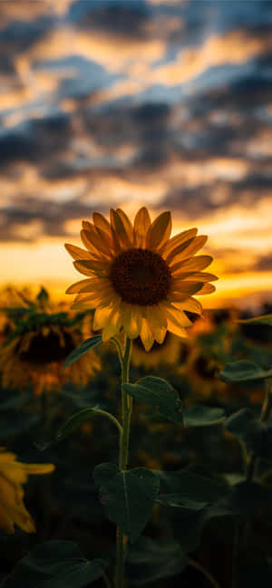 Enjoy The Beauty Of A Sunflower With This Sunflower Aesthetic Iphone Wallpaper. Wallpaper