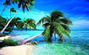 Enjoy The Beauty Of A Tranquil Tropical Beach. Wallpaper