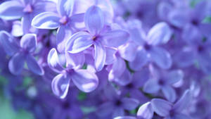 Enjoy The Beauty Of A Vibrant Purple Flower! Wallpaper