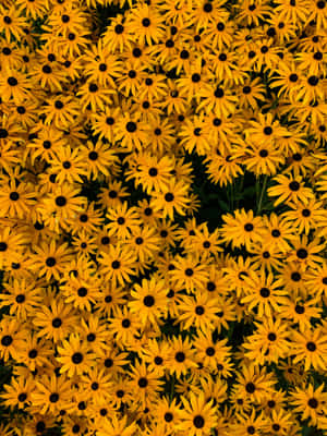 Enjoy The Beauty Of A Yellow Flower Wallpaper