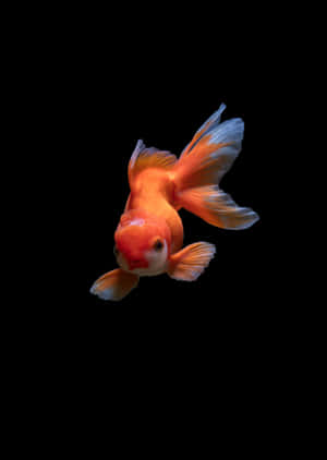 Enjoy The Beauty Of An Aquarium With Exotic Fish Wallpaper