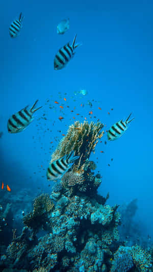 Enjoy The Beauty Of An Aquarium With Your Iphone Wallpaper