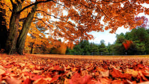 Enjoy The Beauty Of Autumn Wallpaper