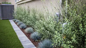 Enjoy The Beauty Of Blue Grass Wallpaper