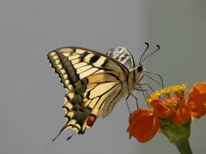 Enjoy The Beauty Of Butterfly Watching! Wallpaper