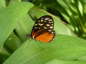 Enjoy The Beauty Of Butterfly Zoo Wallpaper