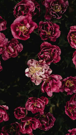 Enjoy The Beauty Of Dark Flowers Wallpaper
