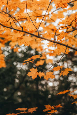 Enjoy The Beauty Of Fall Wallpaper