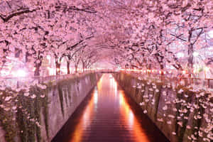 Enjoy The Beauty Of Modern Technology With Sakura Pc Wallpaper