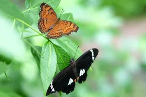 Enjoy The Beauty Of Nature At Butterfly Zoo Wallpaper