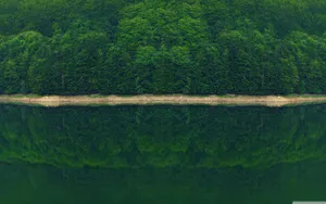Enjoy The Beauty Of Nature In The Serene Forests Of Forest Green Wallpaper
