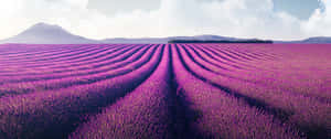 Enjoy The Beauty Of Nature With A Peaceful Walk Through Lavender Fields. Wallpaper