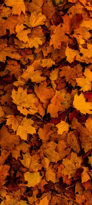 Enjoy The Beauty Of Nature With Autumn Leaves Phone Wallpaper