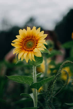 Enjoy The Beauty Of Nature With The Sunflower Phone Wallpaper