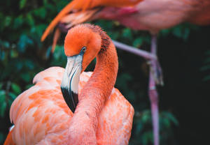 Enjoy The Beauty Of Nature With Vibrant Flamingoes! Wallpaper