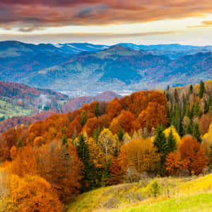 Enjoy The Beauty Of November Fall Wallpaper