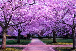 Enjoy The Beauty Of Sakura Blossoms With This Vibrant Pink Contrast Against A Bright Blue Sky. Wallpaper