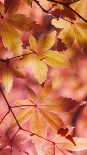 Enjoy The Beauty Of The Autumn Leaf Wallpaper